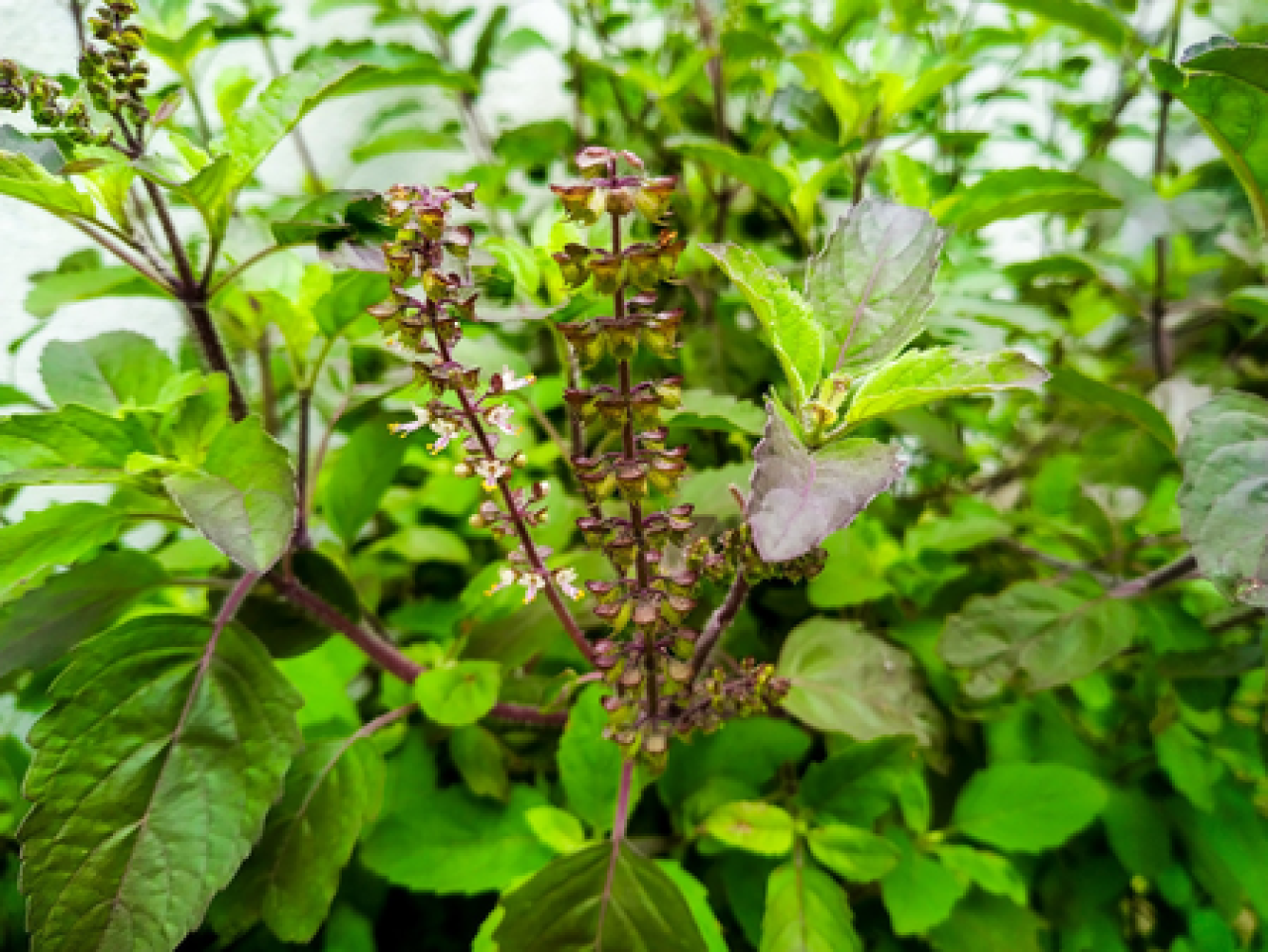 துளசி மற்றும் அதன் மஞ்சரியின் ஆரோக்கிய நன்மைகள்