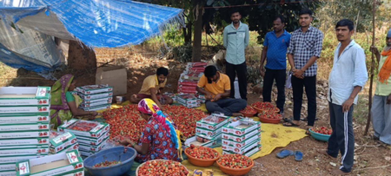 டாங்கில் இயற்கை விவசாயம்: ஸ்ட்ராபெரி பயிர் வளர்ச்சி