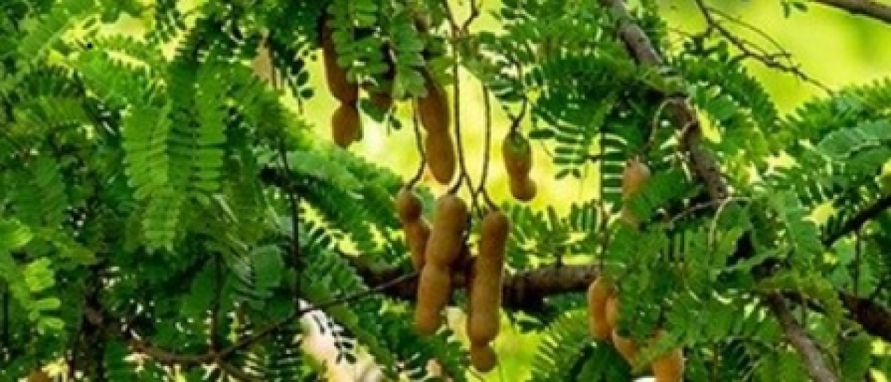 இம்லி: சுவை மட்டுமல்ல, ஆரோக்கியத்தின் அற்புதம்
