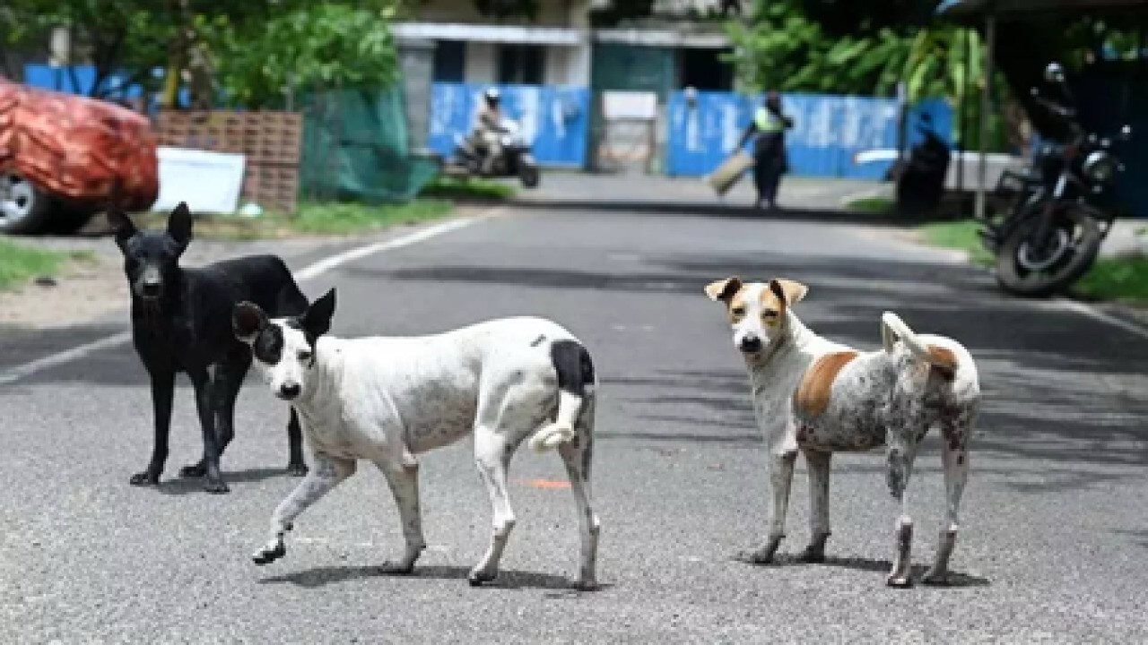 சென்னை மாநகராட்சி, இரேபிஸ் தடுப்பூசி நடவடிக்கையில் 2 லட்சம் தெருக்குட்டிகளை இலக்கு வைத்துள்ளது