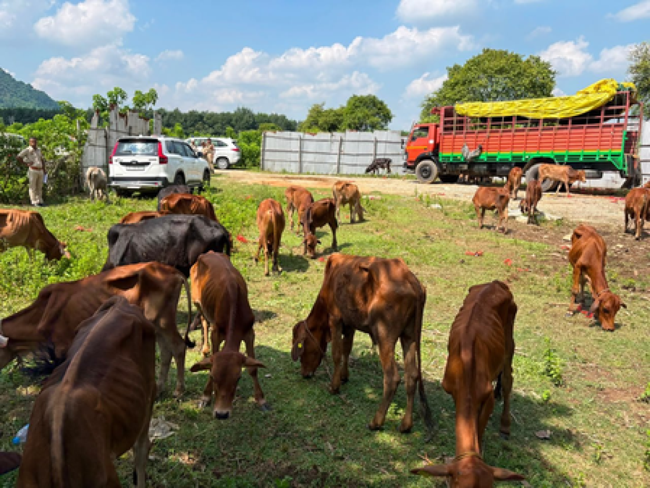 அசாம் போலீசாரின் நடவடிக்கையில் 82 மவுசிகள் காப்பாற்றப்பட்டன  
META DESCRIPTION: அசாம் போலீசாரின் நடவடிக்கையில் 82 மவுசிகள் காப்பாற்றப்பட்டன, இரண்டு வாகனங்கள் பறிமுதல்.