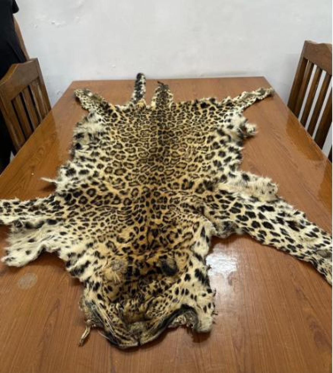 இந்தியாவில் வன உயிரினங்கள் கடத்தல்: 180 கச்சுவைகள், 2 புலிகள் மற்றும் 24 கிலோ பாங்கோலின் அளவீடு கைப்பற்றப்பட்டது