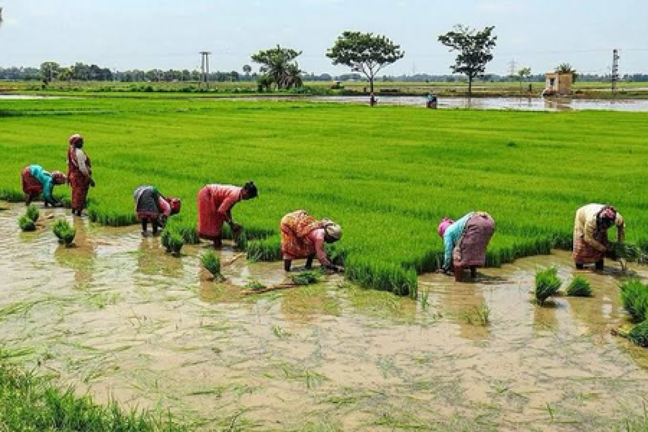 தமிழ்நாட்டில் கறிஃப் நெல் பயிரின் பரப்பளவு 28 சதவீதம் குறைந்து, ரபி பயிர்களில் முன்னேற்றம் எதிர்பார்க்கப்படுகிறது